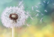 Citate celebre – O colectie de citate celebre despre viata si despre succes citate celebre 2