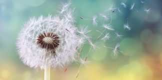 Citate celebre – O colectie de citate celebre despre viata si despre succes citate celebre 2