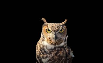 Citate intelepte – O colectie cu citate intelepte despre viata si oameni citate intelepte