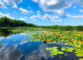 Delta Dunarii – Coltul de rai al Romaniei delta dunarii