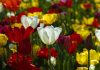 Mesaje de Florii – Urari si felicitari pe care sa le trimiti celor dragi de Florii mesaje de florii 1
