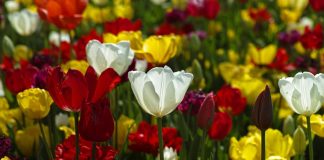 Mesaje de Florii – Urari si felicitari pe care sa le trimiti celor dragi de Florii mesaje de florii 1