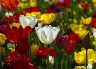 Mesaje de Florii – Urari si felicitari pe care sa le trimiti celor dragi de Florii mesaje de florii 1