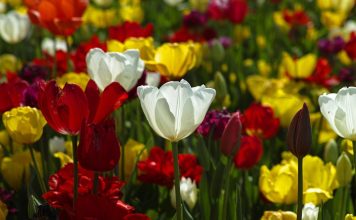 Mesaje de Florii – Urari si felicitari pe care sa le trimiti celor dragi de Florii mesaje de florii 1