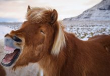 Bancuri amuzante – Cele mai amuzante bancuri bancuri amuzante