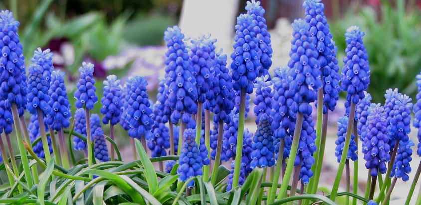 flori-albastre-de-primavara-1.jpg