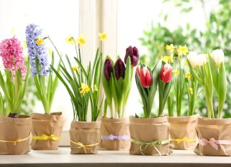 Cele mai frumoase flori de primavara flori de primavara