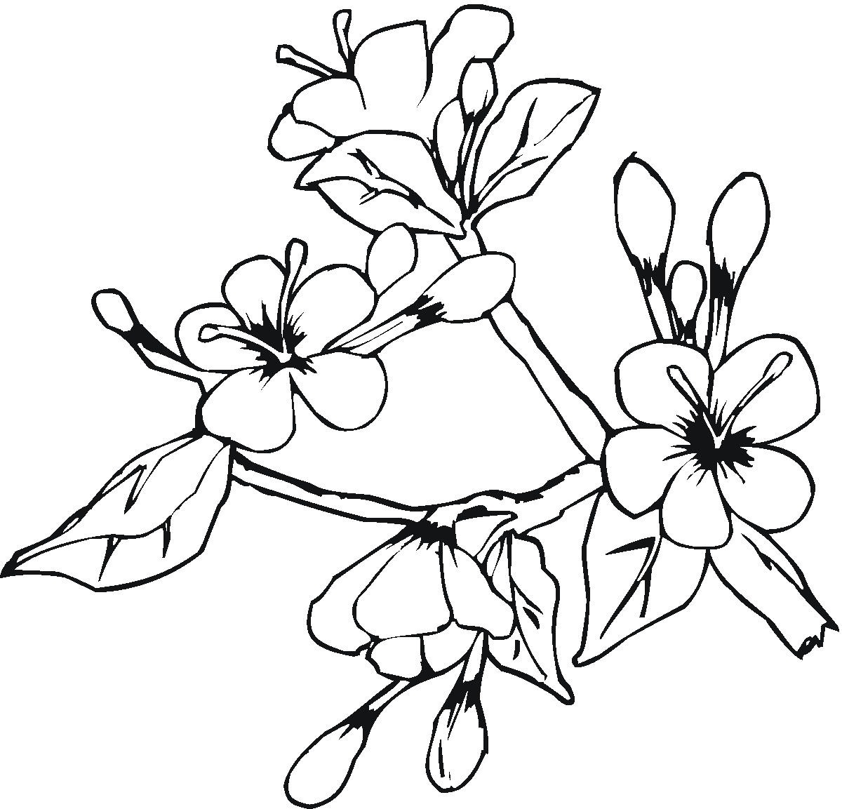 flori-de-primavara-de-colorat-cires-inflorit.jpg